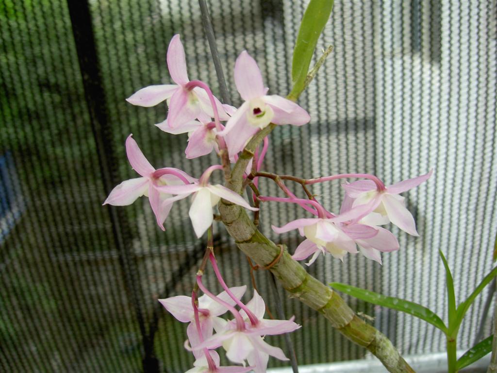 http://www.two-ton.com/photogallery/Greenhouse/Orchids/album/Dendrobium%20hercoglossum.JPG